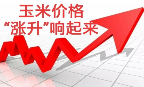 做玉米期貨盈利難嗎？玉米期貨漲5